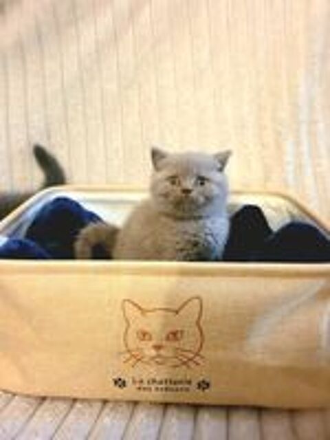   Chaton british shorthair  