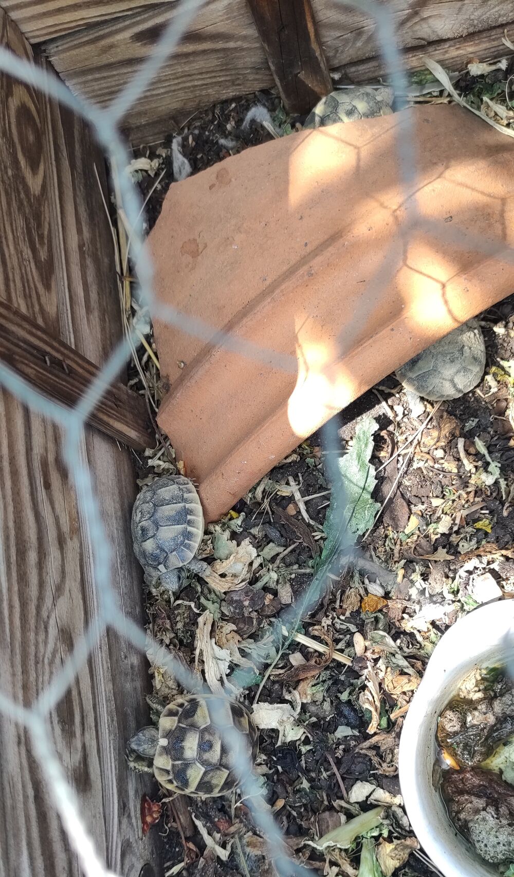   Tortues juvniles de 2024 