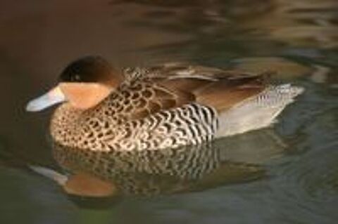  canards sarcelles VERSICOLORE ou sarcelle bariolée 
