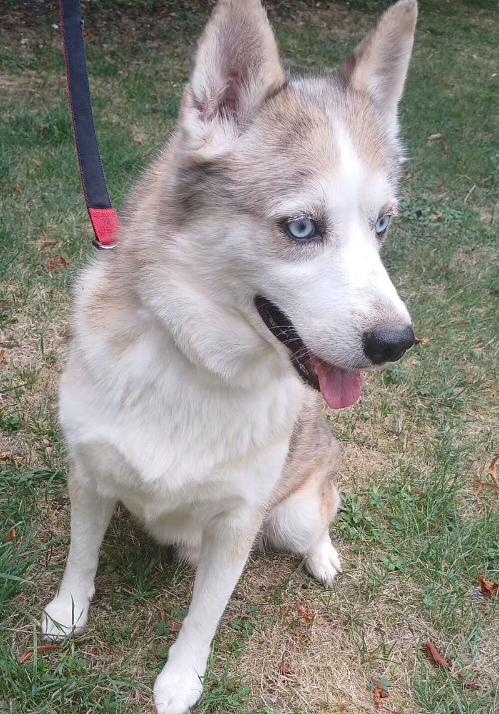   Pomsky F2 a placer  