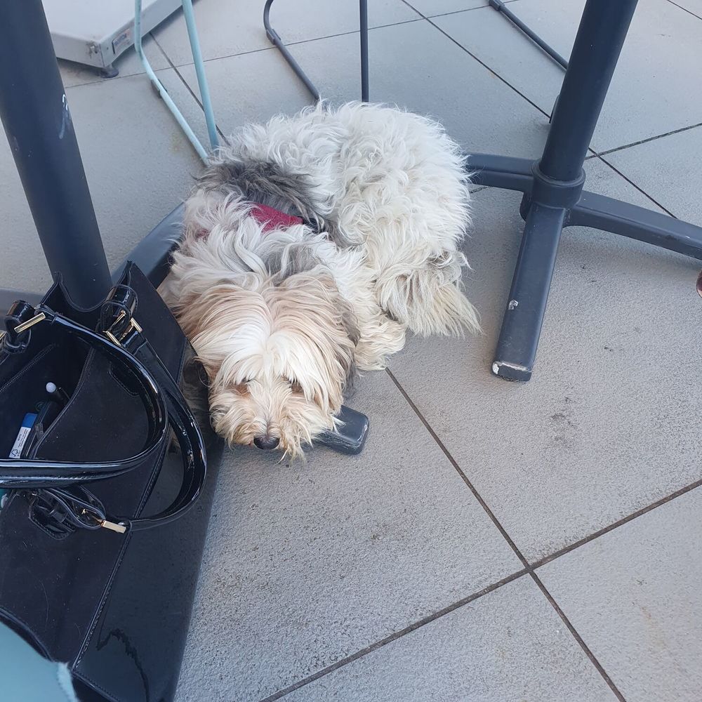 Je suis Audrey Invalide je recherche petit manteau chien Vêtements