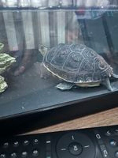   Tortue d'eau 