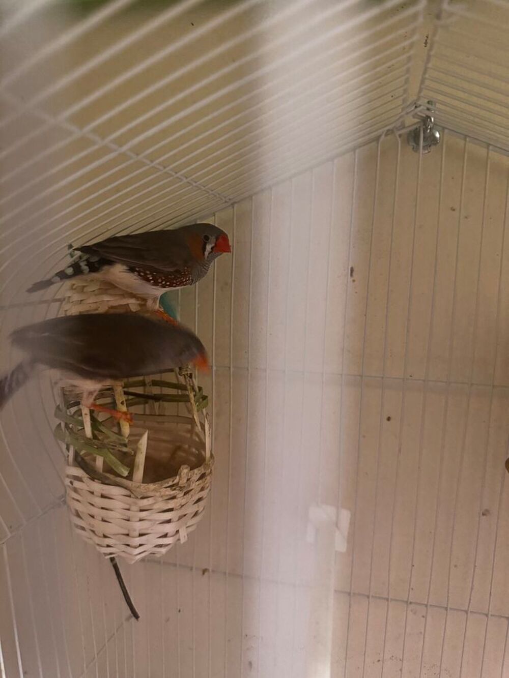   oiseaux zibra 