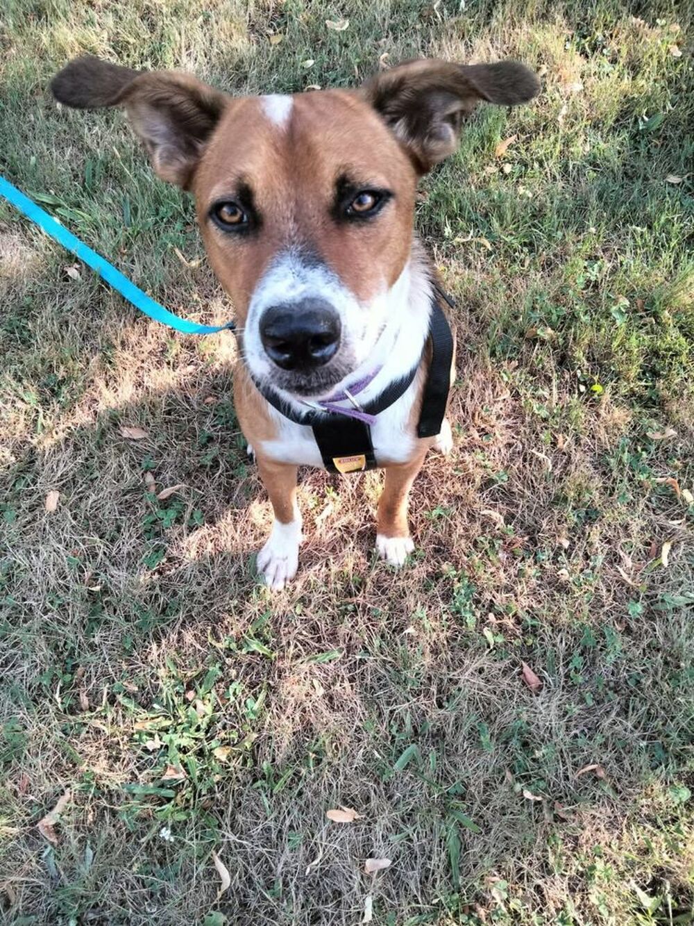   ALOKA le beau gosse des îles  