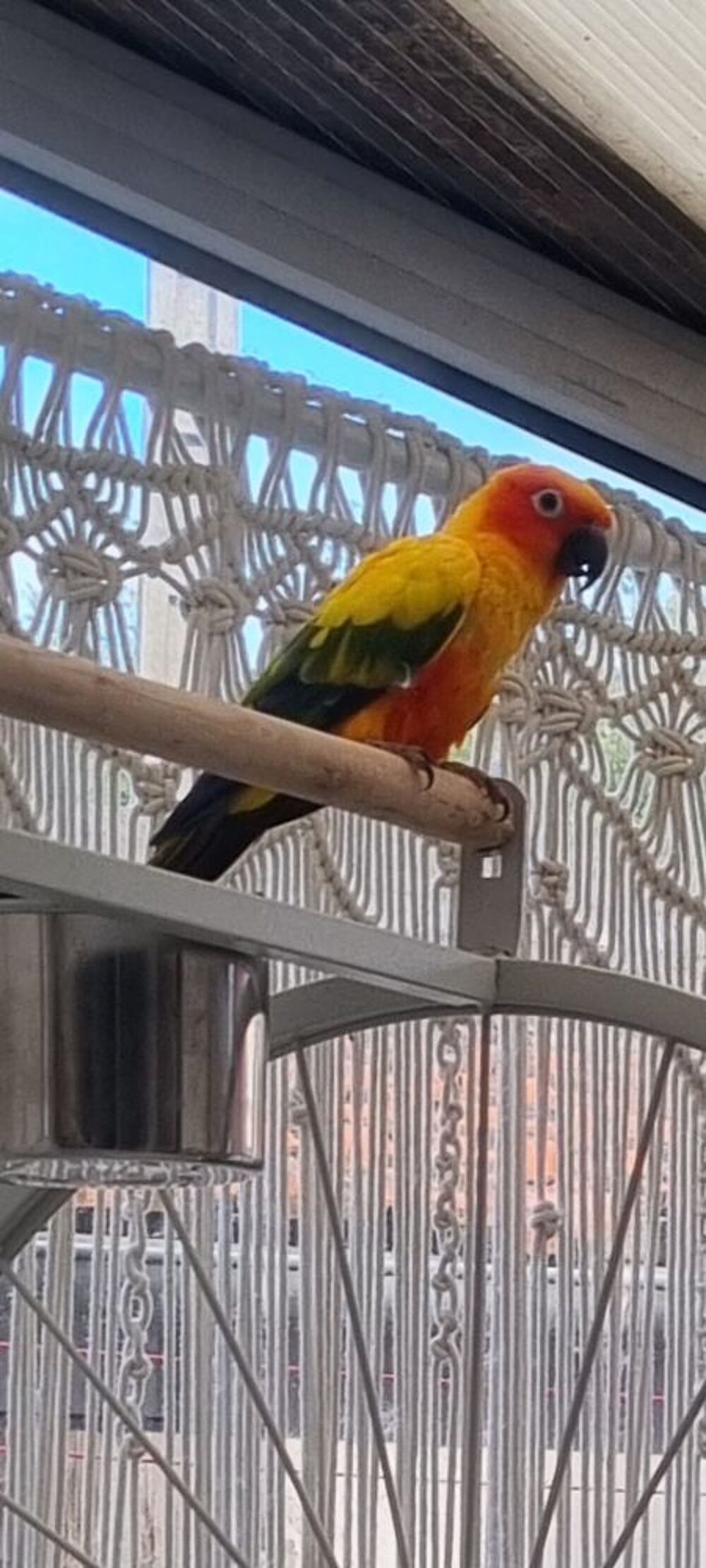   conure soleil 