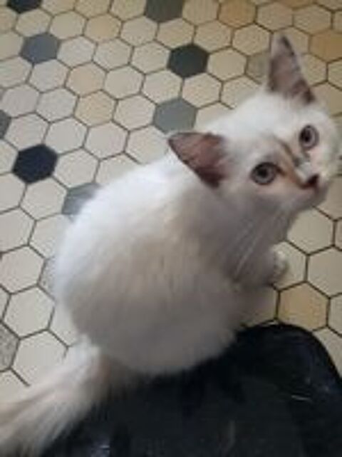   Chaton ragdoll 