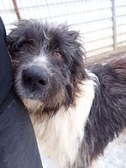   Tauriel à l'adoption 