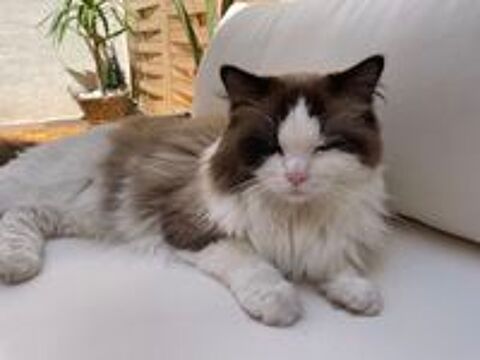   Chatton Ragdoll 