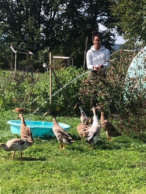 6 canards coureurs indiens nés en juin 2025 70 31800 Saint-marcet