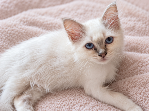  Biscotte, petite merveille Sacr&eacute; de Birmanie, disponible 750 80290 Fourcigny