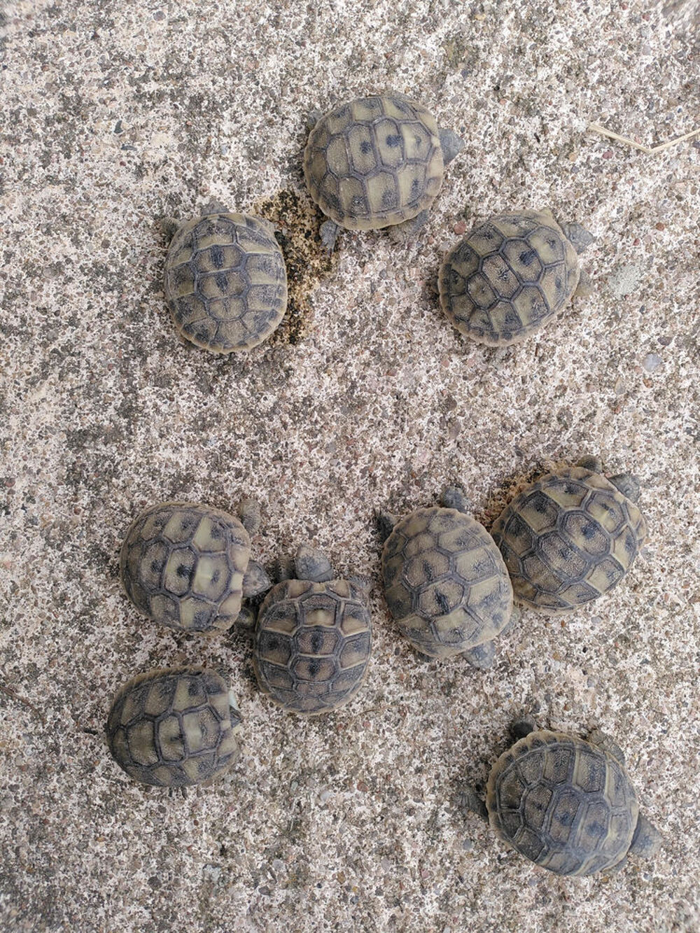   cède tortues juvéniles 