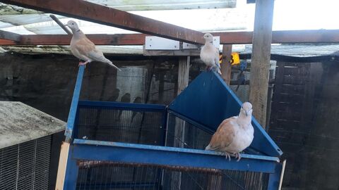 Tourterelles 5 91580 trchy