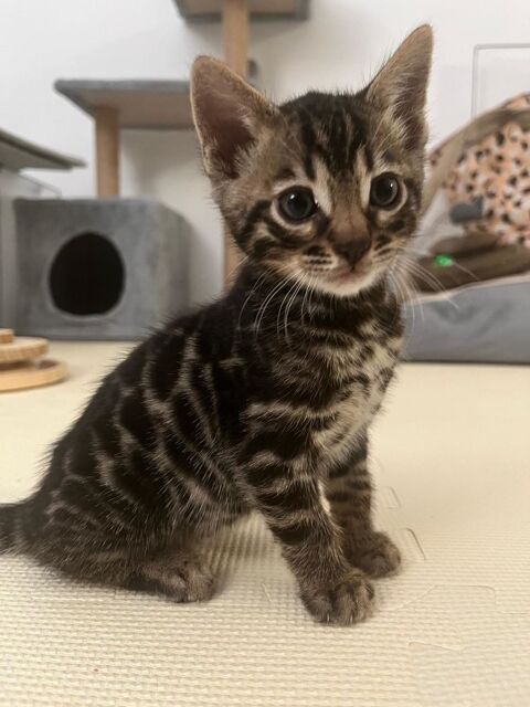 Chatons bengal LOOF 1500 78130 Les mureaux