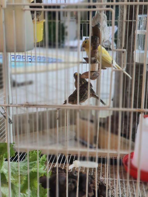 canaris 25 83230 Bormes-les-mimosas