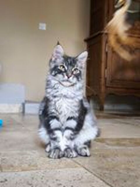   Jeune mâle Maine Coon 