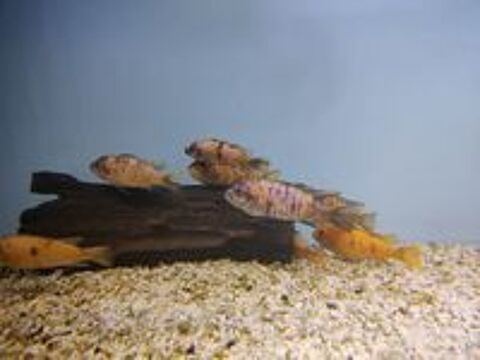   Labeotropheus marmelade malawi 