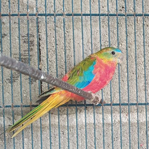 Turquoisines 45 81370 Saint-sulpice