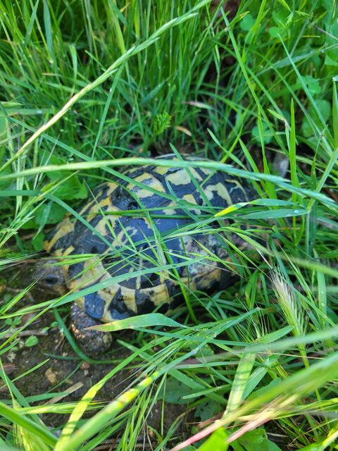 Tortue femelle a récupérer sur place 06 ou 83 250 06530 Peymeinade