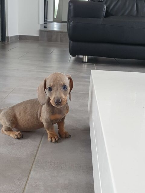 chiot teckel  1300 62860 Bourlon