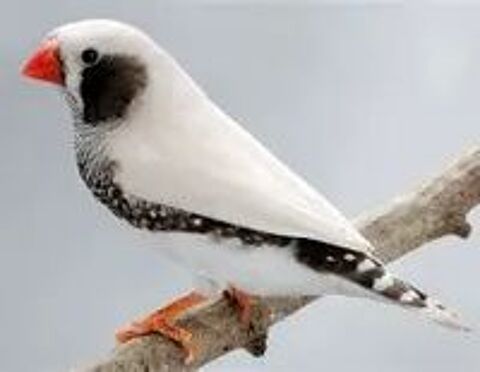   recherche diamant mandarin blanc 
