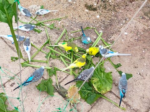 Disponibles perruches 10 61000 Alen�on