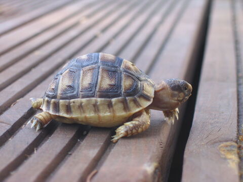 tortue de terre 70 31000 Toulouse