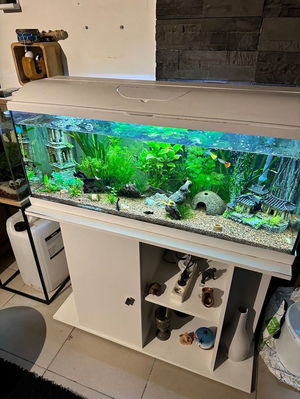 poisson, black Molly Jardin
