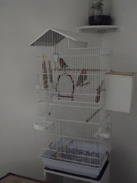 
Cage a oiseaux 60 31200 Toulouse