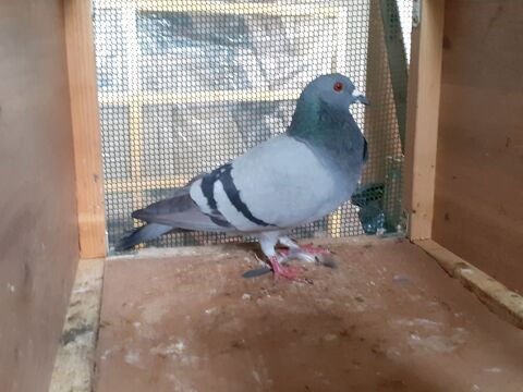 COUPLE DE PIGEONS BLEUS ADULTES 10 33130 Bgles