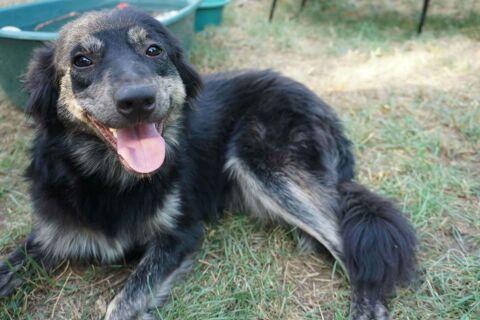 BUNDLE crois&eacute;e 3 ans 260 72500 Beaumont-pied-de-b�uf