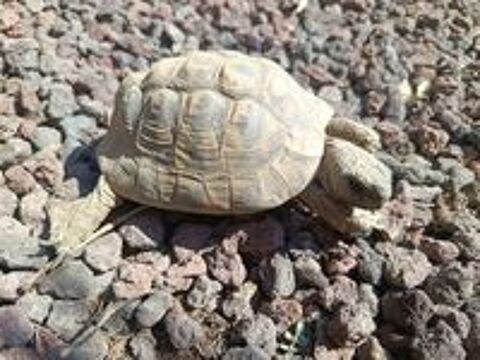   Tortue mâle Herman  
