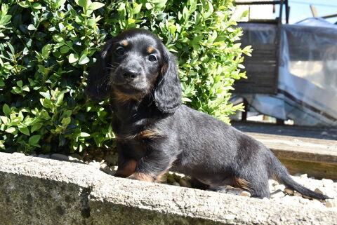DISPONIBLE 1 CHIOT M&Acirc;LE TECKEL NOIR ET FEU NON LOF 1500 62116 Puisieux