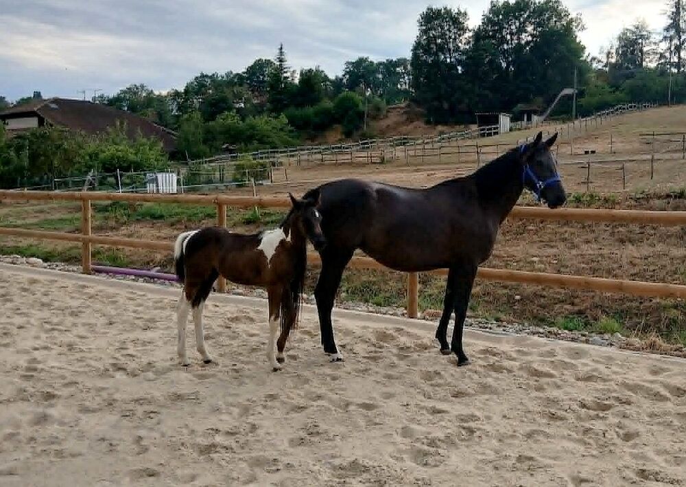   Mâle PP sport pie et jument noire 4 ans 