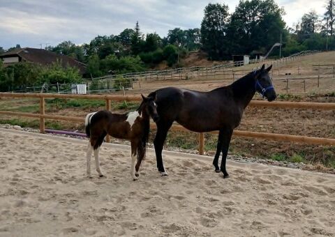 M&acirc;le PP sport pie et jument noire 4 ans 6000 38160 Saint-antoine-l'abbaye