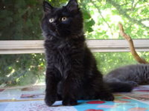   3 adorables chatons persan chinchilla x maine coon 