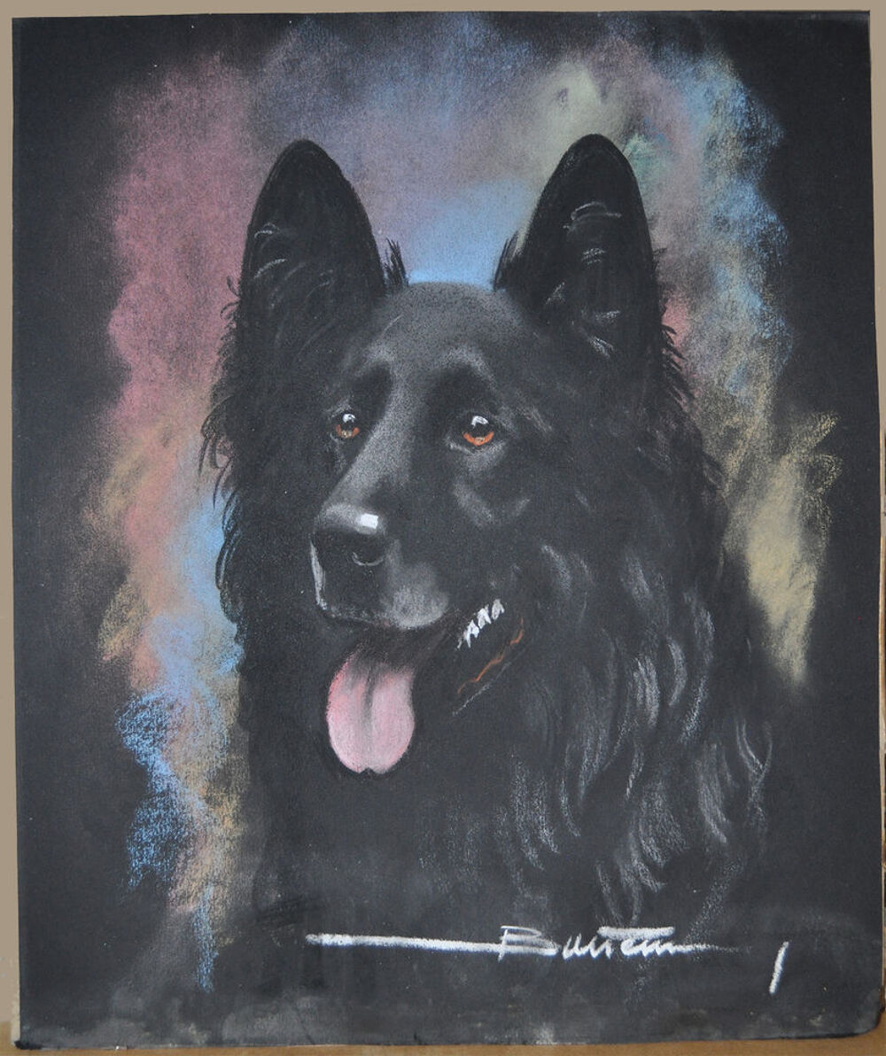 Portrait chien berger belge groenendael au fusain Décoration