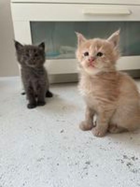   Magnifique chaton main coon loof  