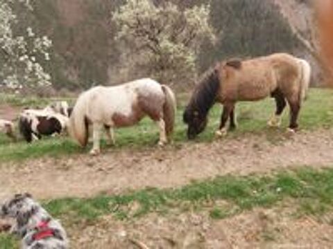   talon shetland 