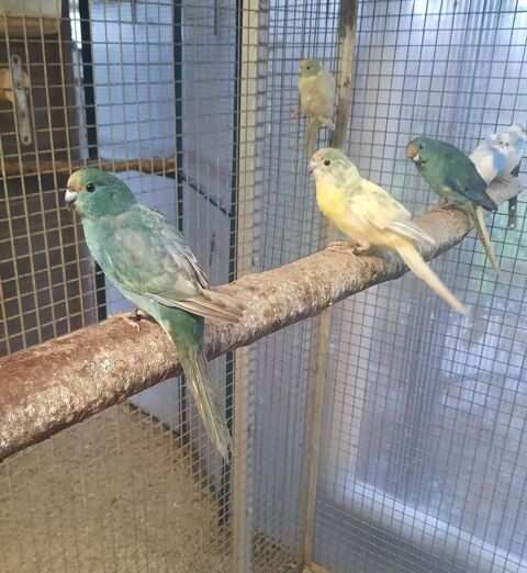 Kakarikis 50 61000 Alen�on