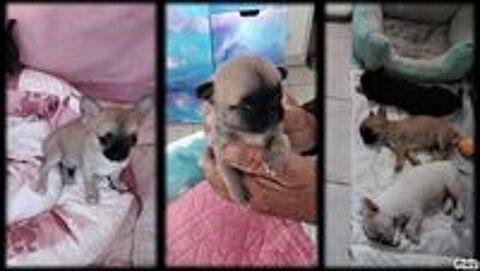   BB CHIHUAHUAS  