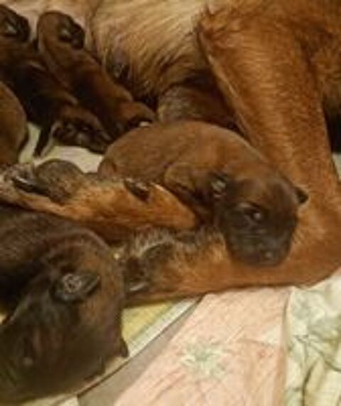   chiot a réservé 