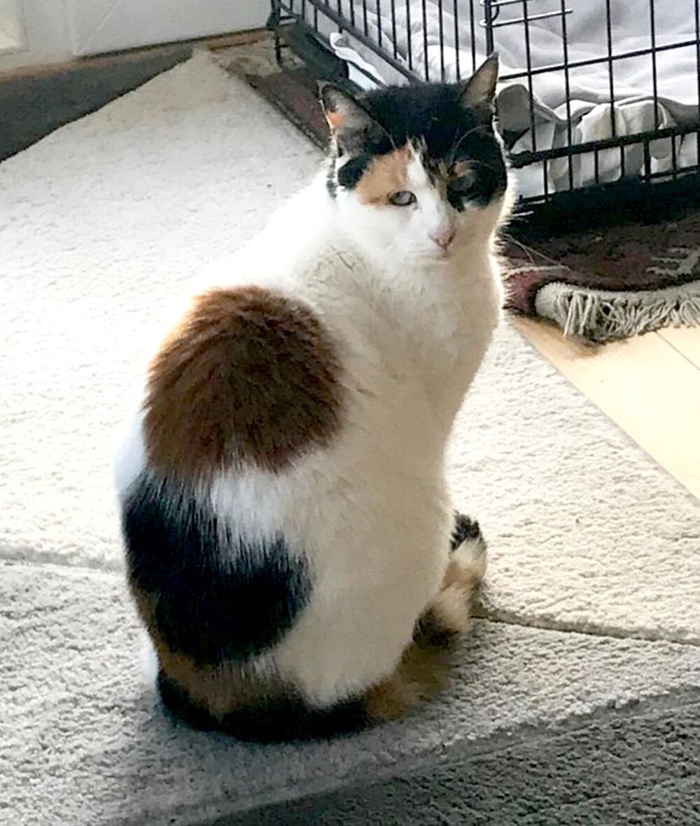   ISABELLE et OASIS, chattes de 6 ans, seules ou en duo 