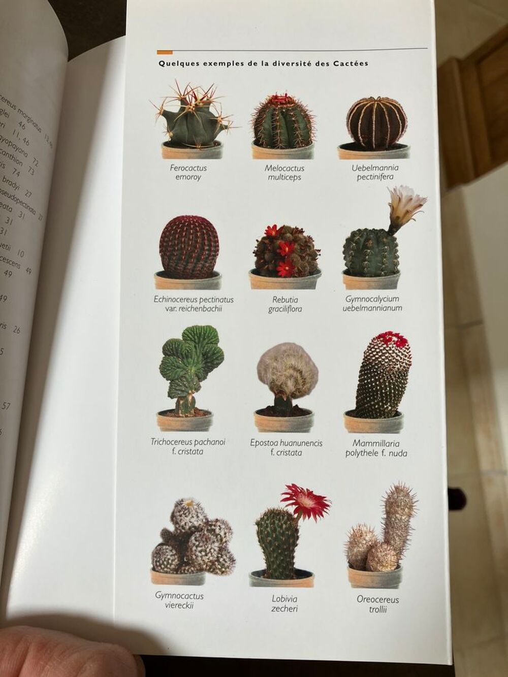 Livre sur les cactus Livres et BD