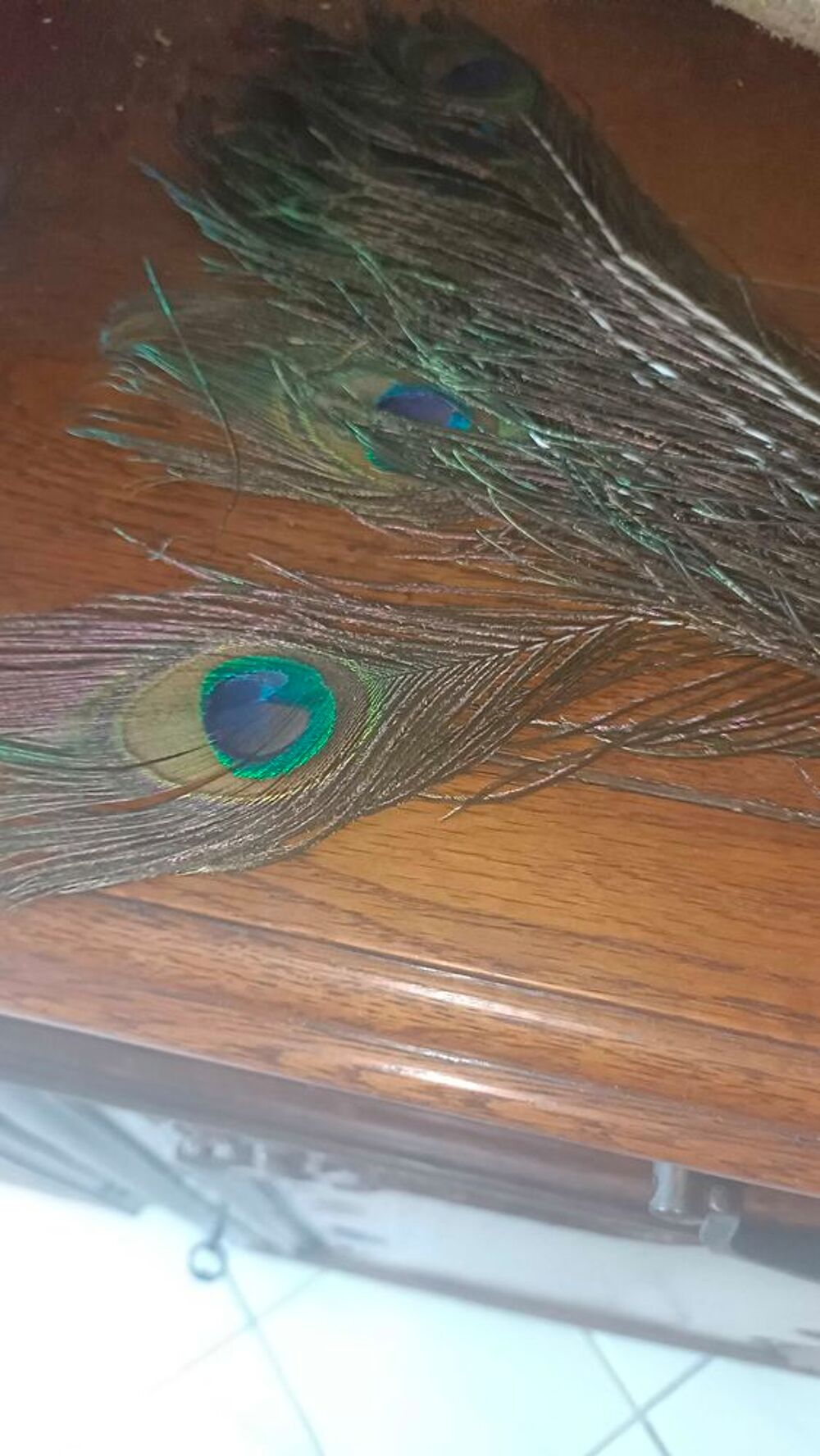 Plumes de paons naturelles Décoration