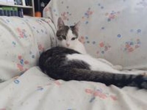   Don chat m�le 1 an 