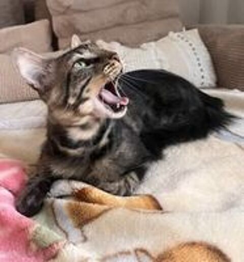   Divin jeune et joli chat poils mi longs cherche famille 