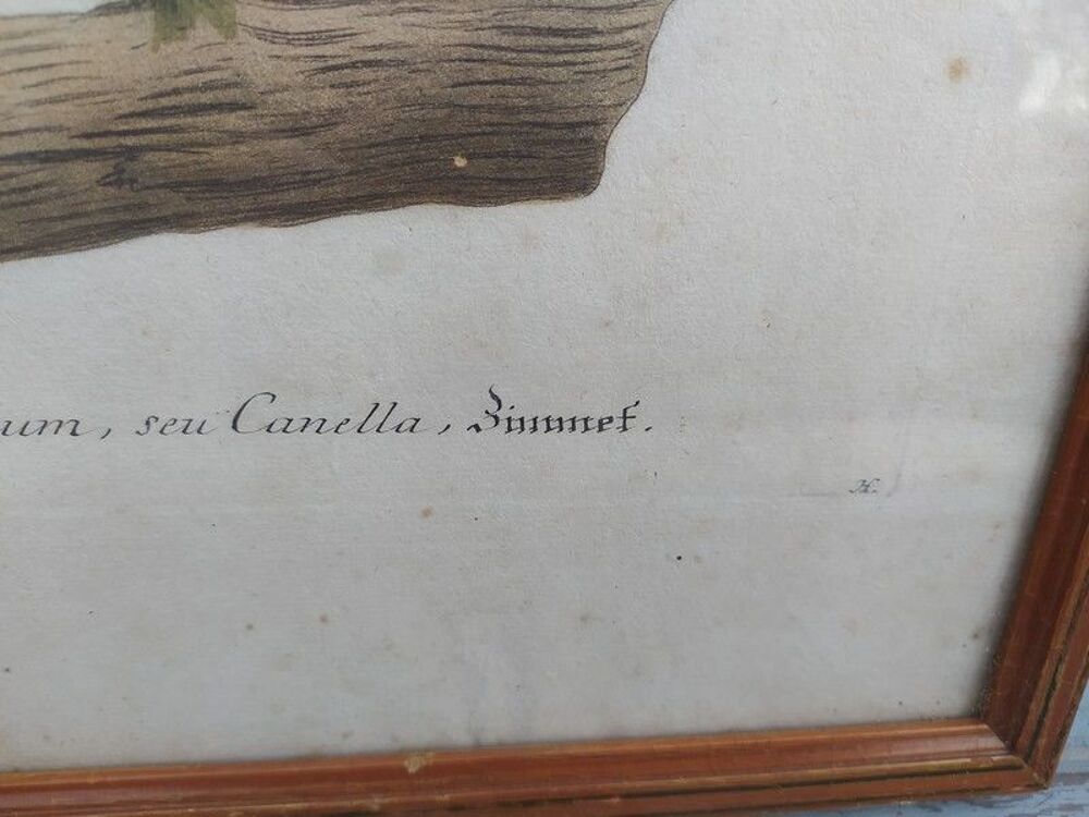 Cinamomum Cannelle Gravure Johann Wilhelm Weinmann XVIIIe 