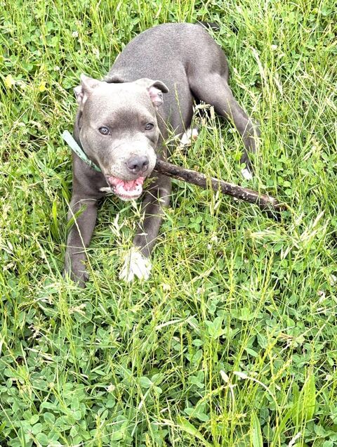 contre bons soins  staffie  de 6 mois 800 91300 Massy