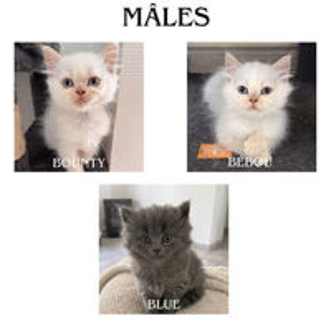   Chaton de race Selkirk 