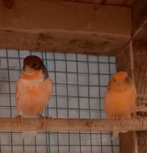   de canaris 